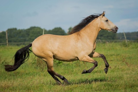 Lusitano mare galloping