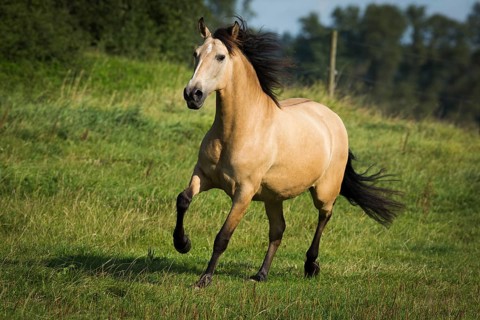 Lusitano mare galloping