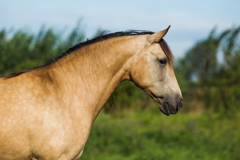 Lusitano mare