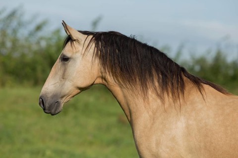 Lusitano mare