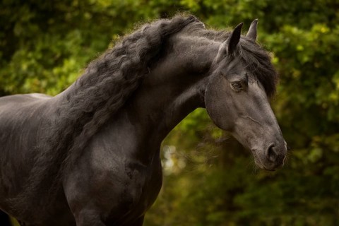 Friesian