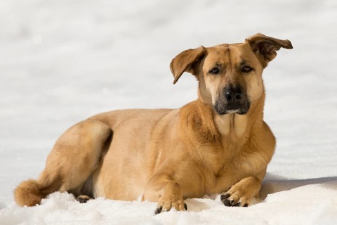 Female mongrel dog in the snow