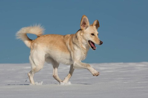 Female mongrel dog in the snow