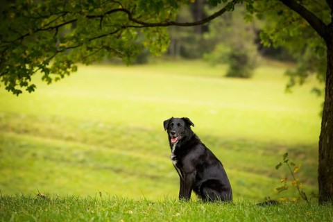 Black Labrador mixed breed