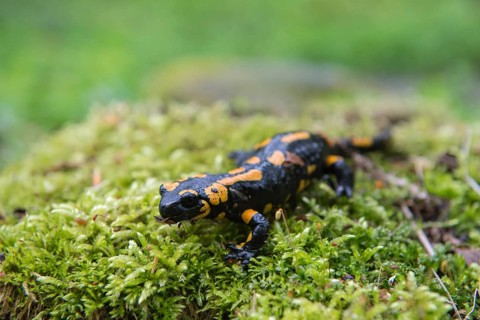 Fire Salamander