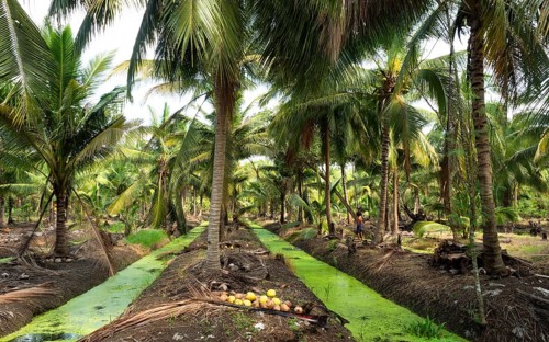 Coconut palm