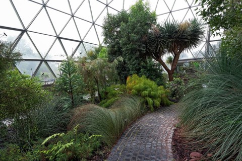 Mediterranean vegetation in the greenhouse