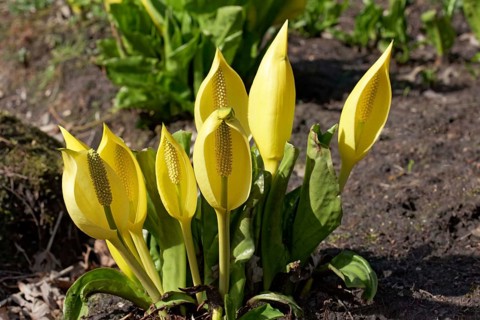 Yellow Skunk Cabbage