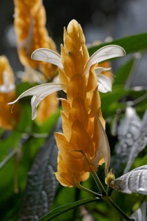 Lollipop Plant