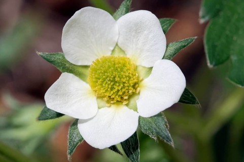 Garden-woodland strawberry hybrid