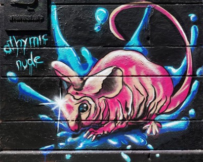 Athymic nude mouse