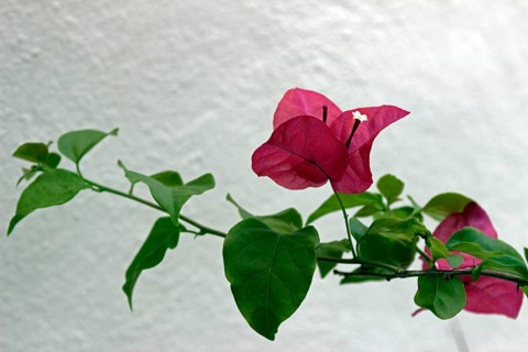 Bougainvillea
