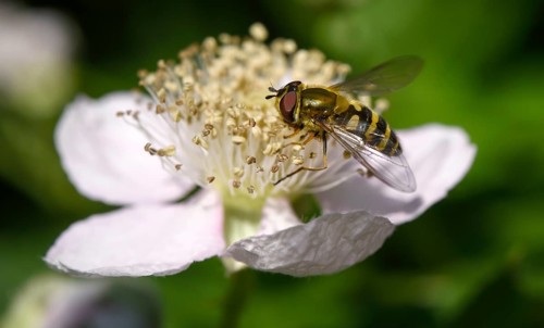 Hoverfly