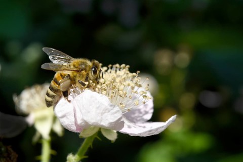 European honey bee