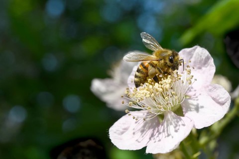 European honey bee