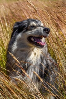 Dog in wheat field
