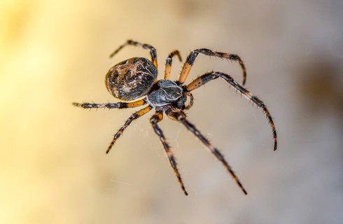 Oak spider