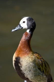 White-faced Whistling Duck