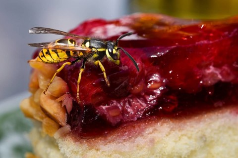 German Wasp