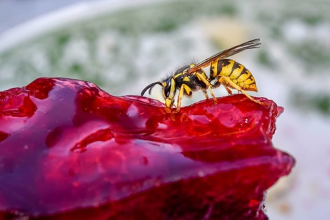 German Wasp