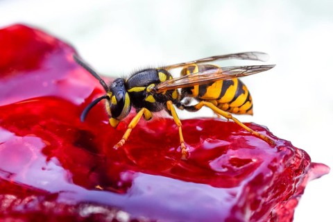 German Wasp