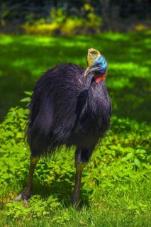 Northern Cassowary