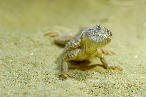 Toadhead Agama