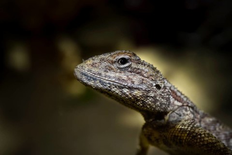 Savigny's Agama