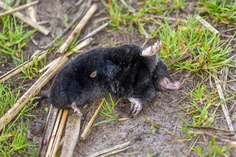 Dead European mole