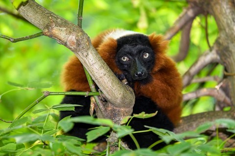 Red Ruffed Lemur