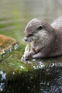 Oriental Small-clawed Otter