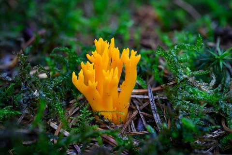 Yellow stagshorn