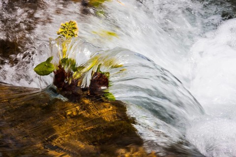 Water washing around White Butterbur