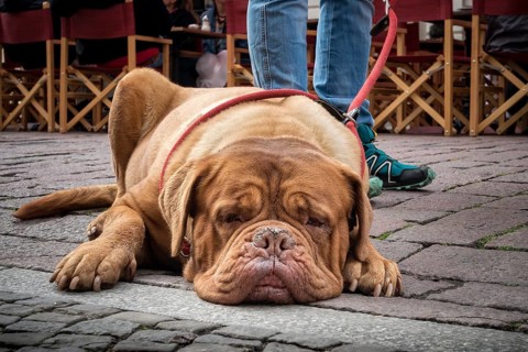 Bordeaux Mastiff on the leash
