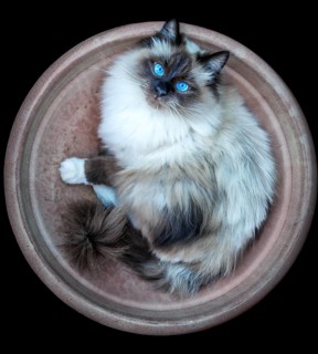 Birman cat
