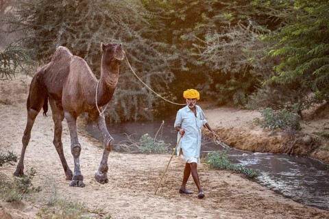 Rajasthani with his camel at the Pushkar Mela camel fair