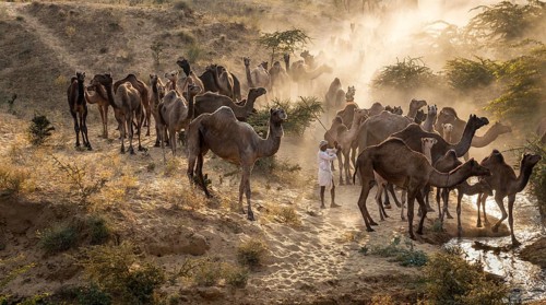 Camels on the way to Pushkar Mela