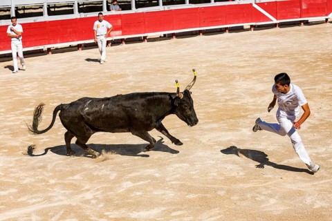 A bullfighter tries to escape a charging bull