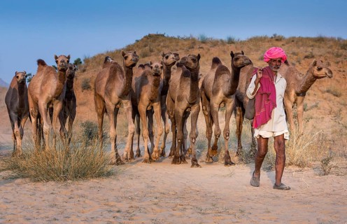 Camel driver on the way to Pushkar Mela with his camels