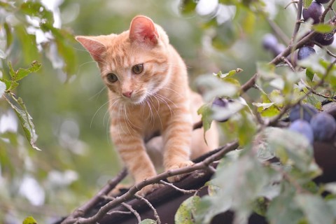 Young domestic cat