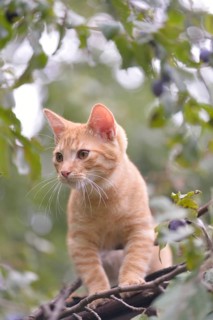 Young domestic cat