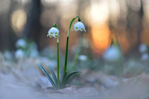 Spring snowflake