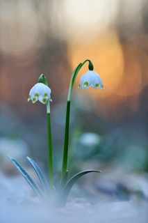 Spring snowflake