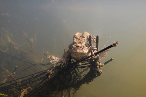 Common toads