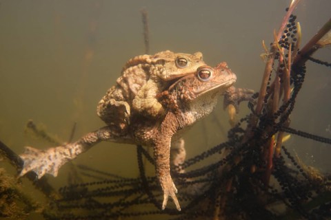 Common toads