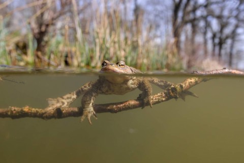Common toad