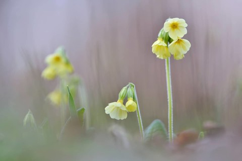 Oxlip