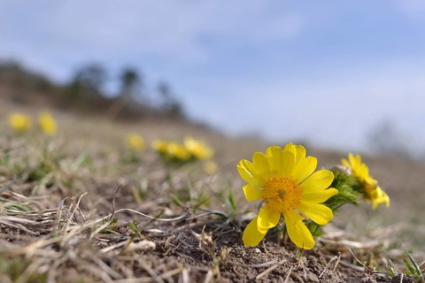 Pheasant's Eye
