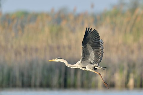 Grey Heron