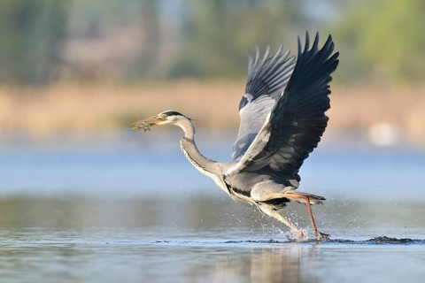 Grey Heron